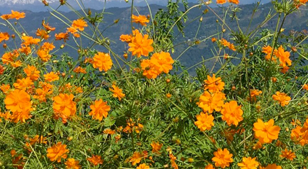 Wild Orange Flowers